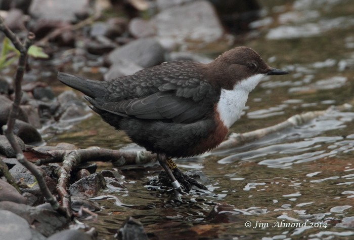 Dipper