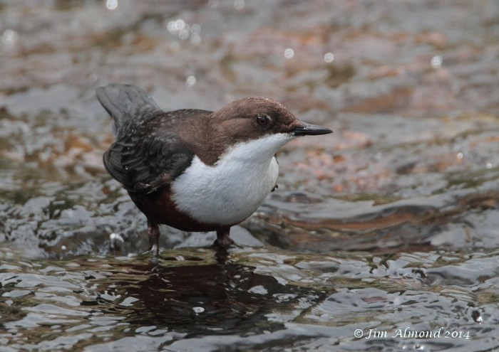 Dipper