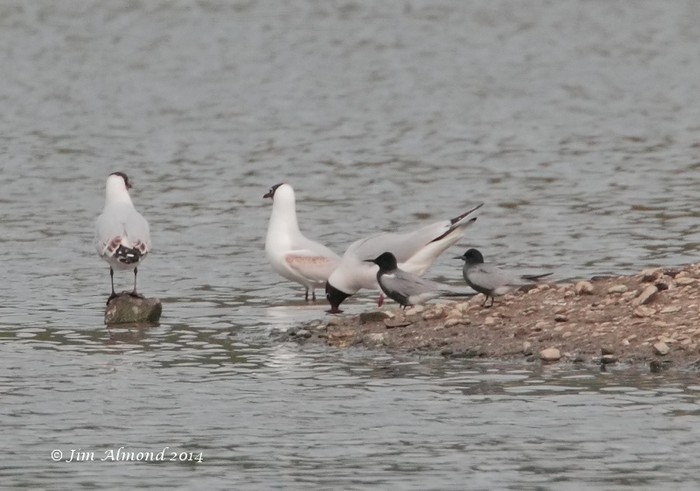 Black Tern
