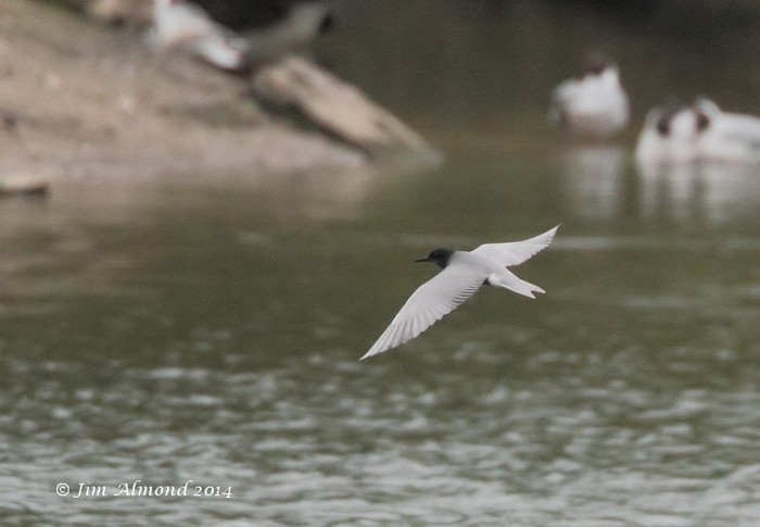 Black Tern