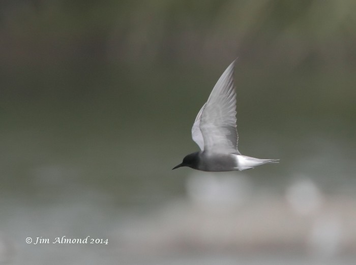 Black Tern