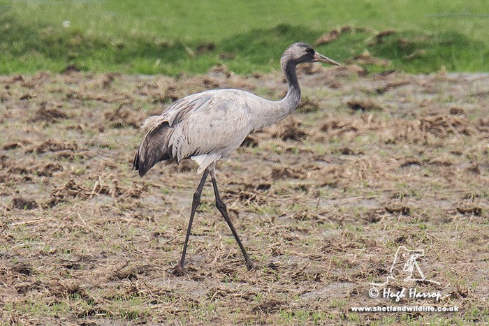 Common Crane