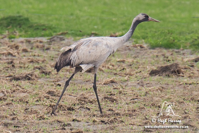 Common Crane