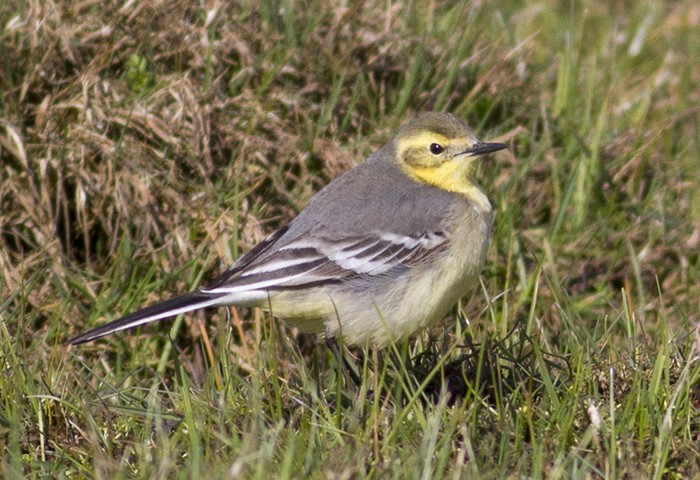 Citrine Wagtail