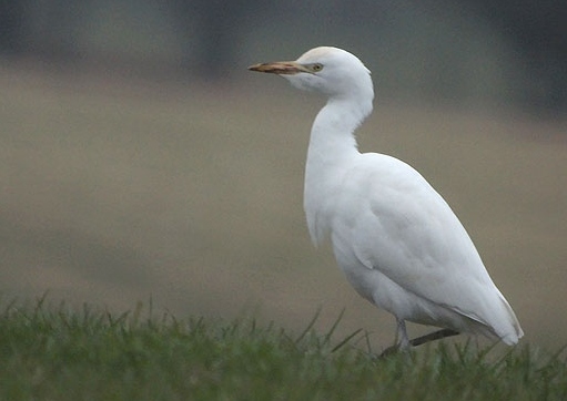 Cattle Egret