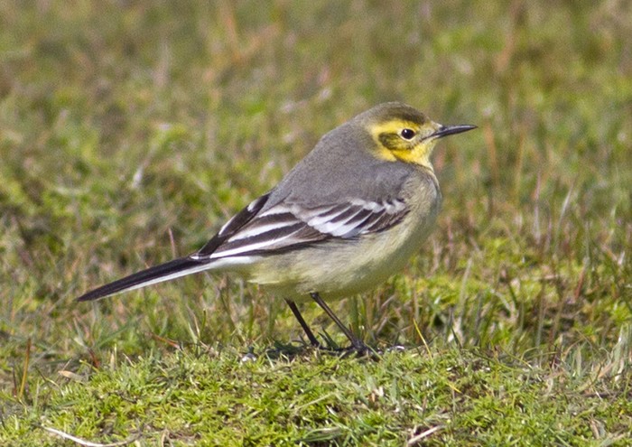 Citrine Wagtail
