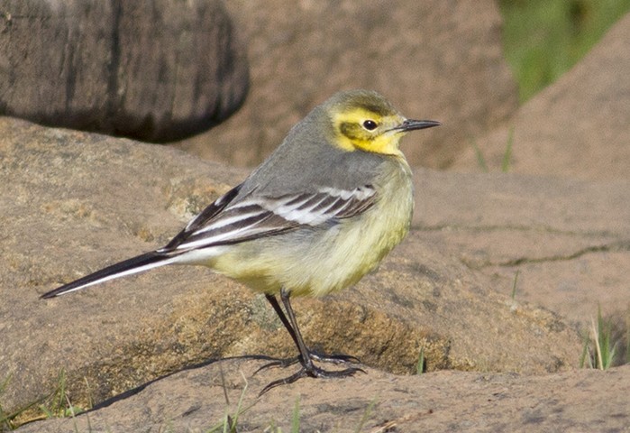 Citrine Wagtail