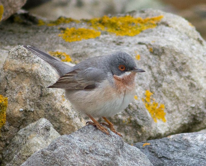 Eastern Subalpine Warbler