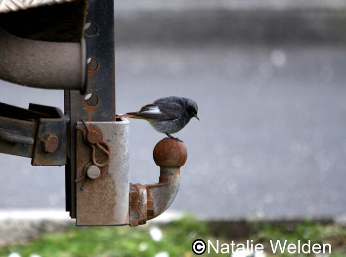 Black Redstart