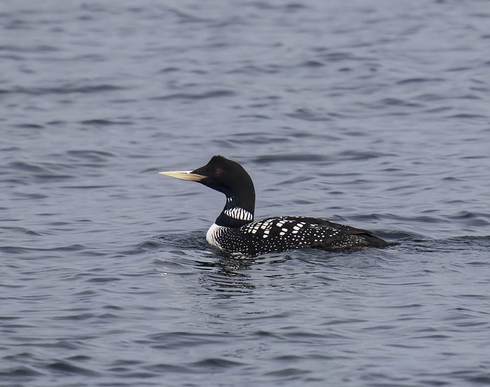 White-billed Diver