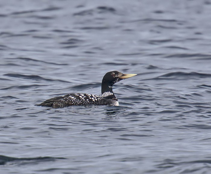 White-billed Diver