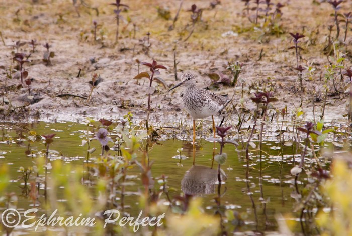 Lesser Yellowlegs