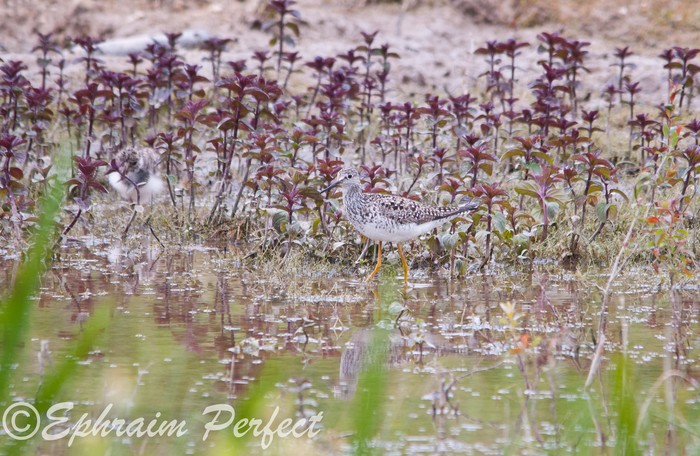 Lesser Yellowlegs