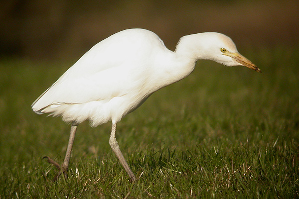 Cattle Egret