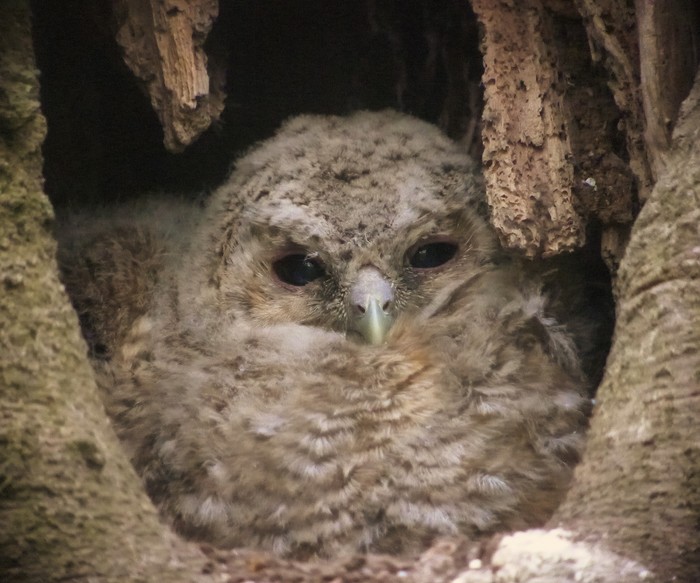 Tawny Owl