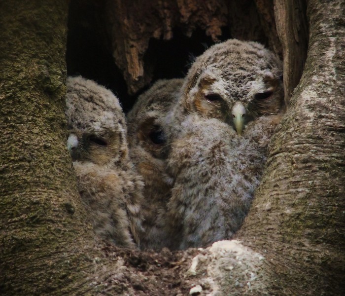 Tawny Owl