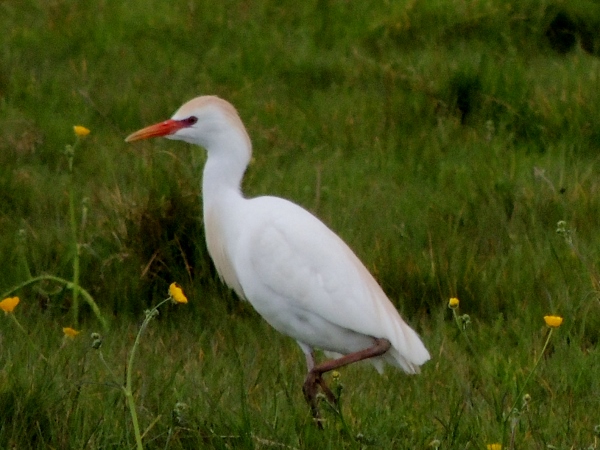 Cattle Egret
