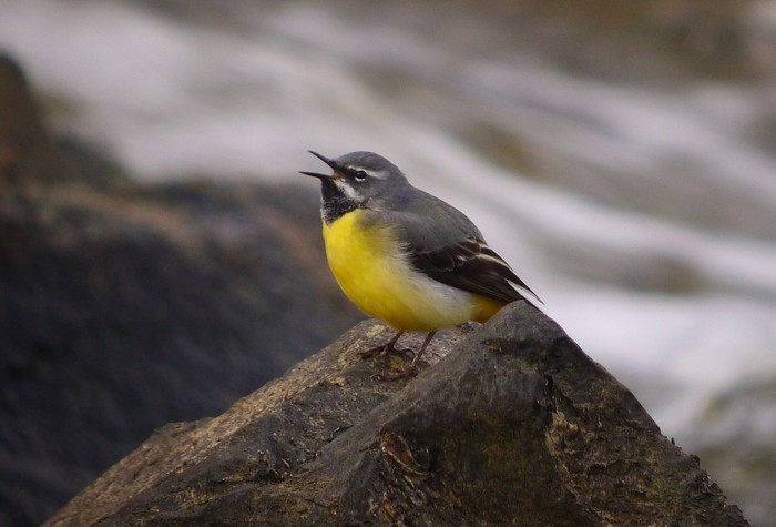 Grey Wagtail