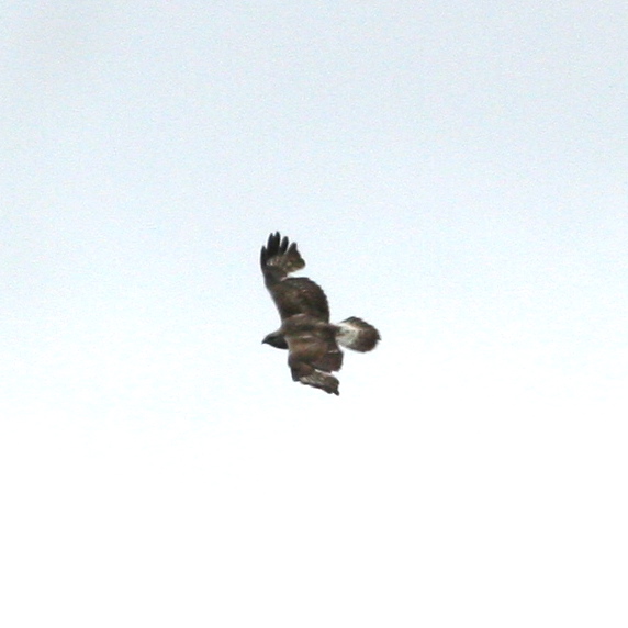 Rough-legged Buzzard