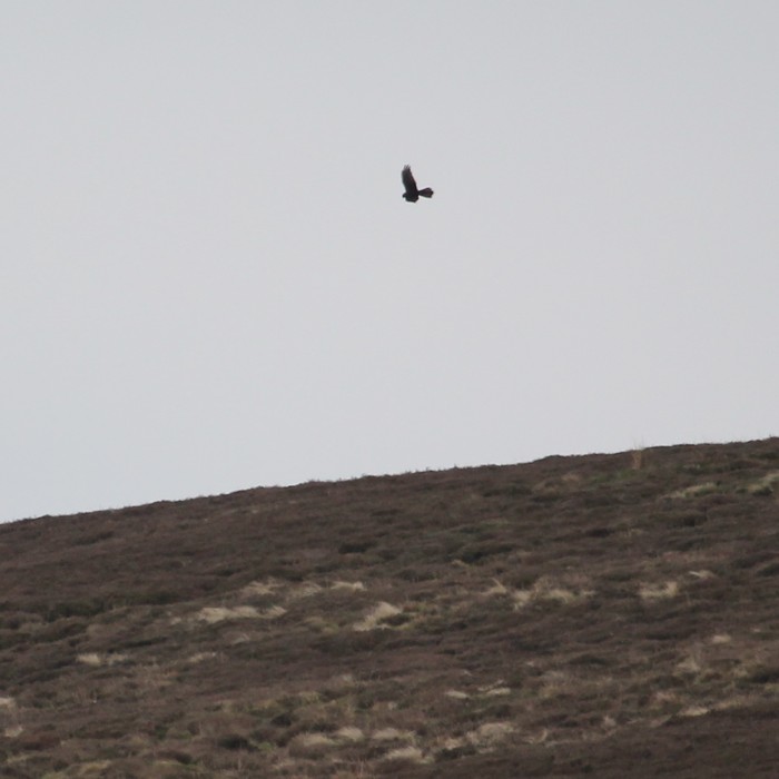 Montagu's Harrier
