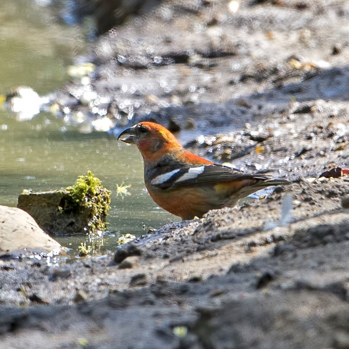 Two-barred Crossbill