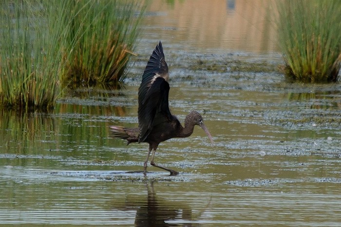 Glossy Ibis
