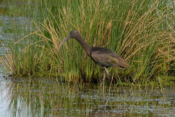Glossy Ibis
