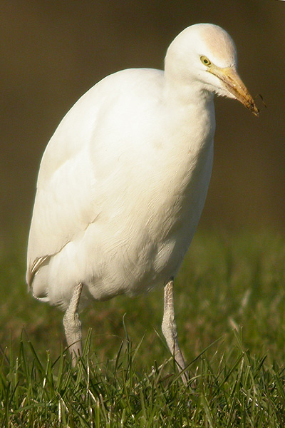 Cattle Egret