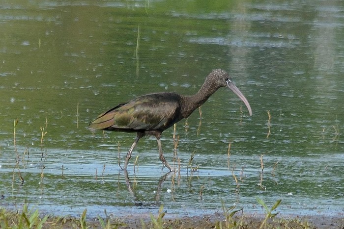 Glossy Ibis