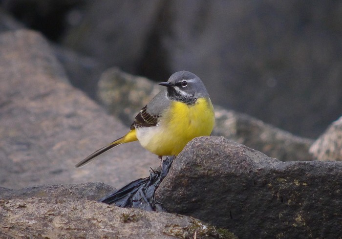 Grey Wagtail