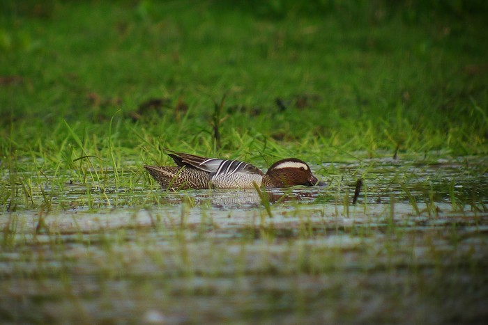 Garganey