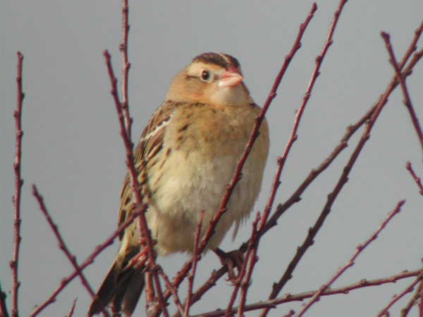 Bobolink