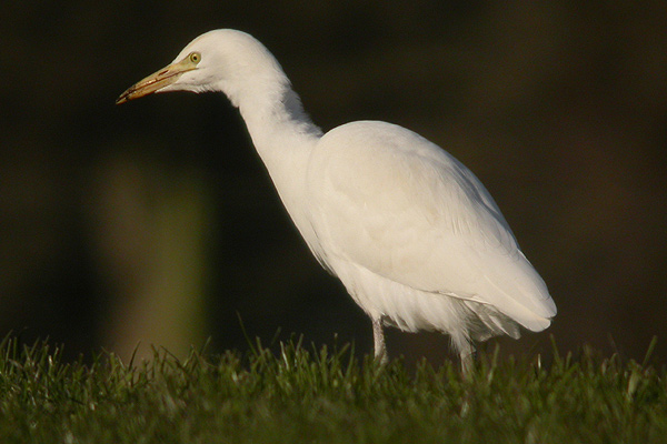 Cattle Egret
