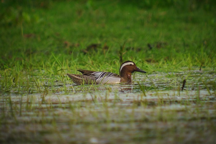 Garganey