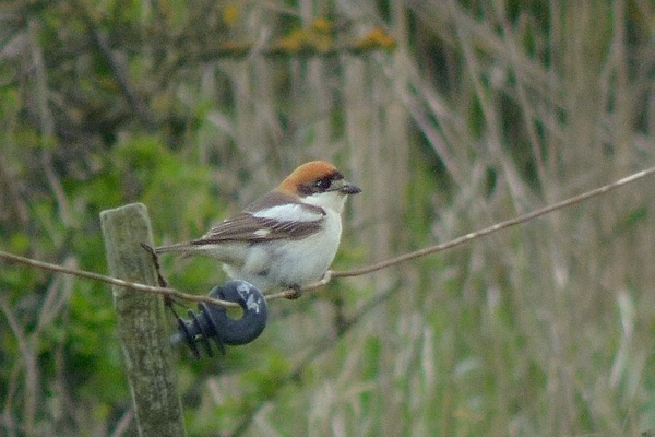 Woodchat Shrike