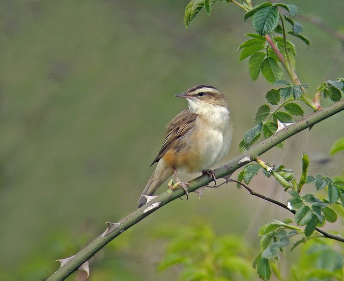 Sedge Warbler