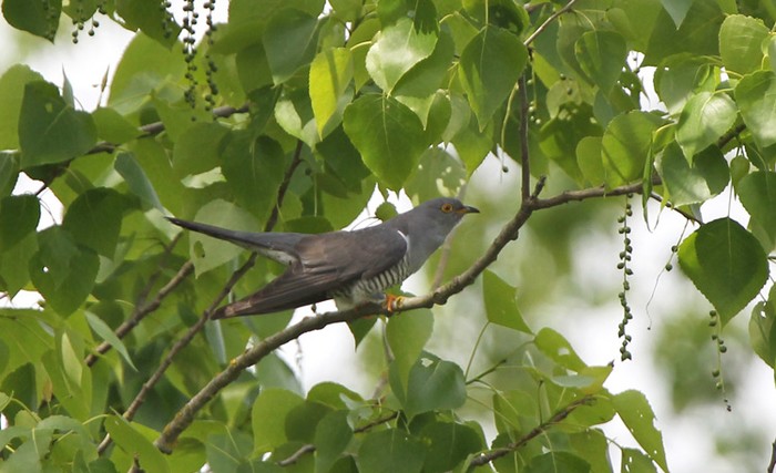 Cuckoo