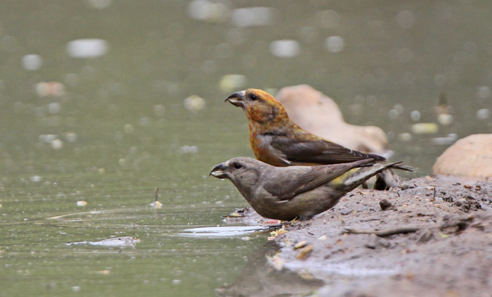 Crossbill