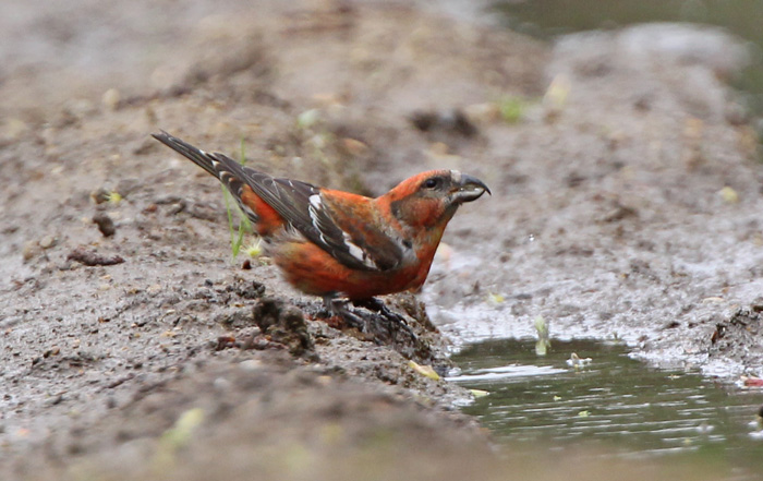 Two-barred Crossbill