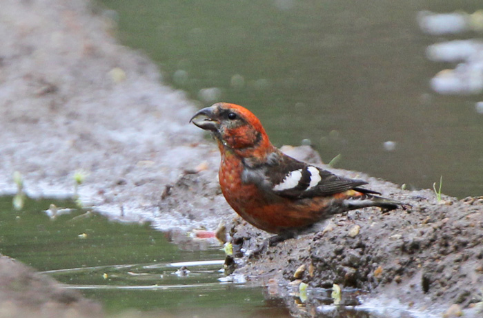 Two-barred Crossbill