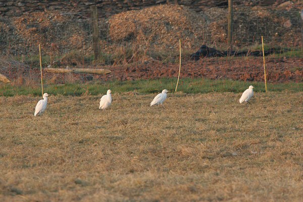 Cattle Egret