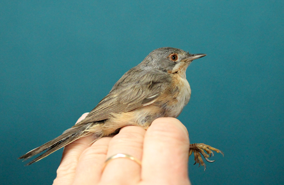 Western Subalpine Warbler