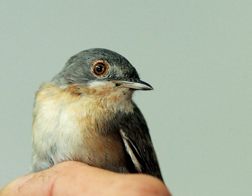 Western Subalpine Warbler