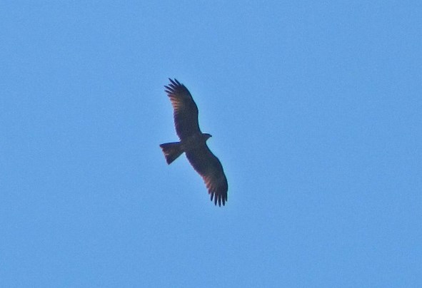 Black Kite