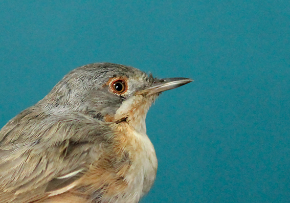 Western Subalpine Warbler