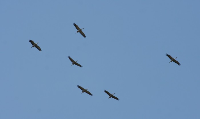 Common Crane