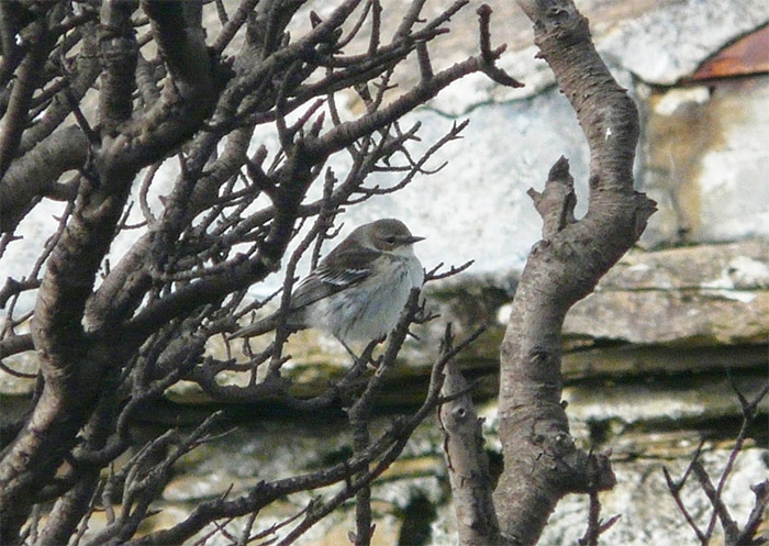Myrtle Warbler