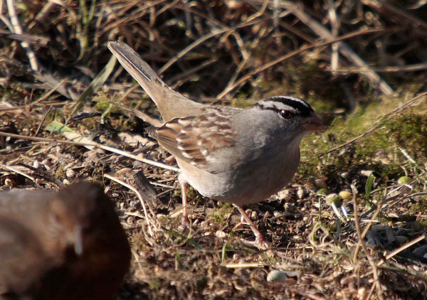 White-crowned Sparrow