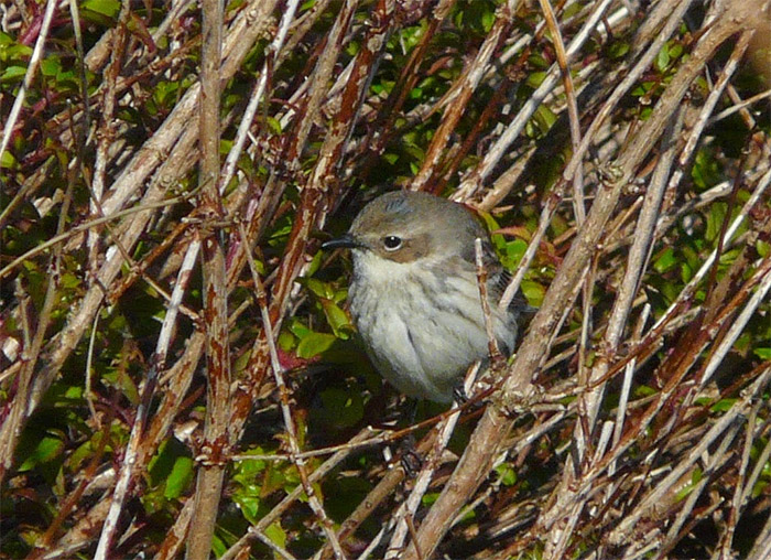Myrtle Warbler