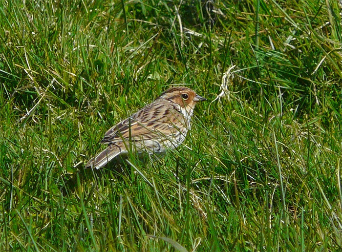 Little Bunting